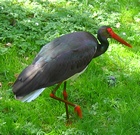 Storch